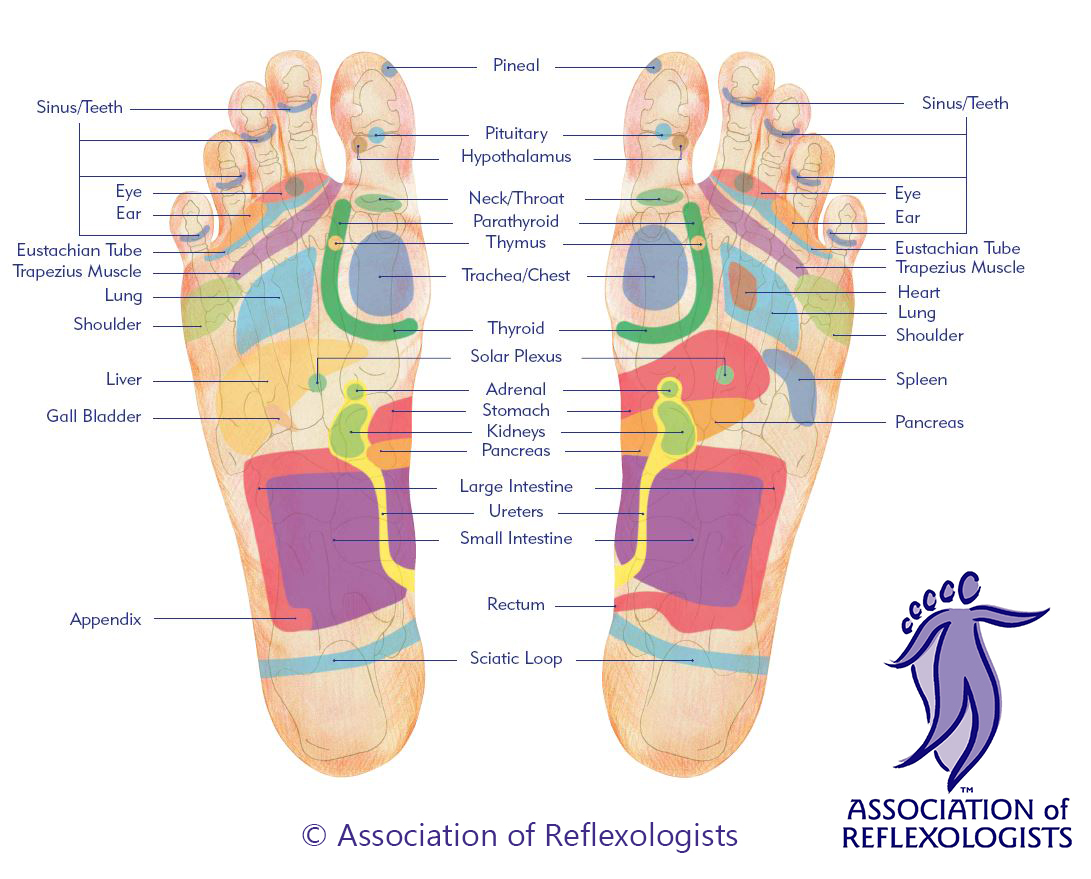 About Reflexology. Foot map