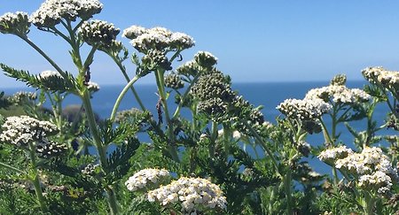 Home. bigger picture of Yarrow flowers